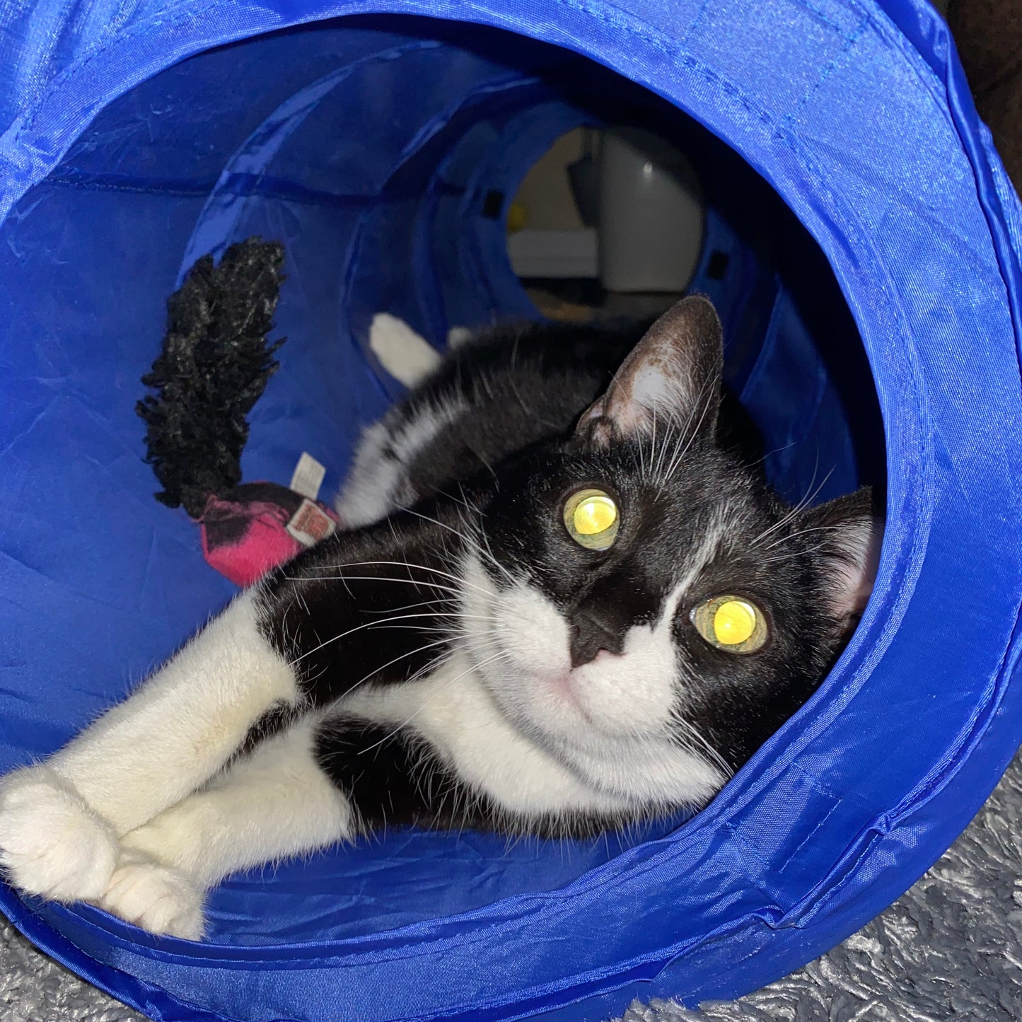 Cat playing with a toy inside a blue plastic tube, kitty