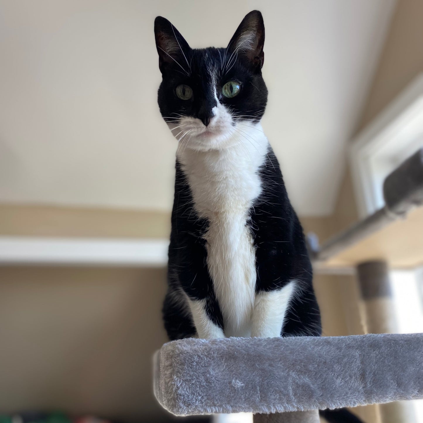 Black and white cat on a cat tree with a blurred background