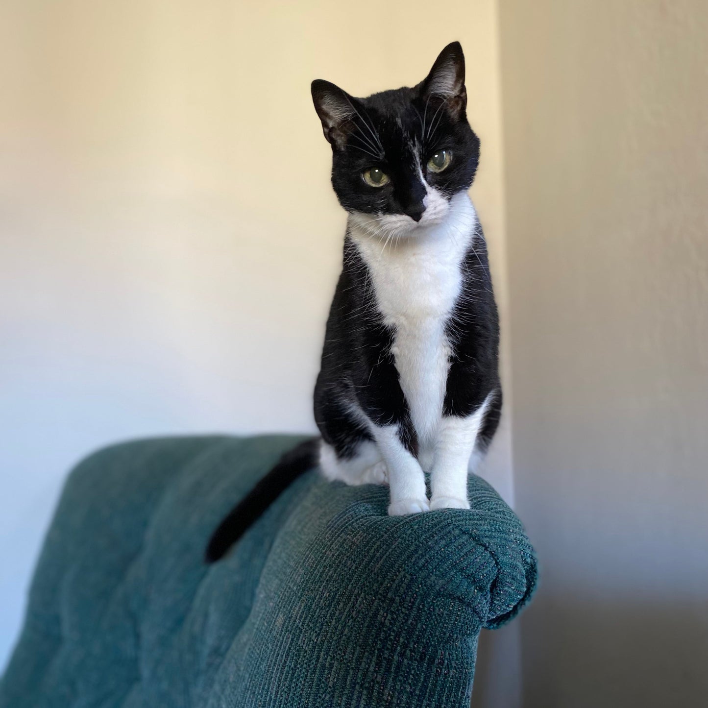 Black and white cat, kitty, sitting on a green chair against a plain wall.